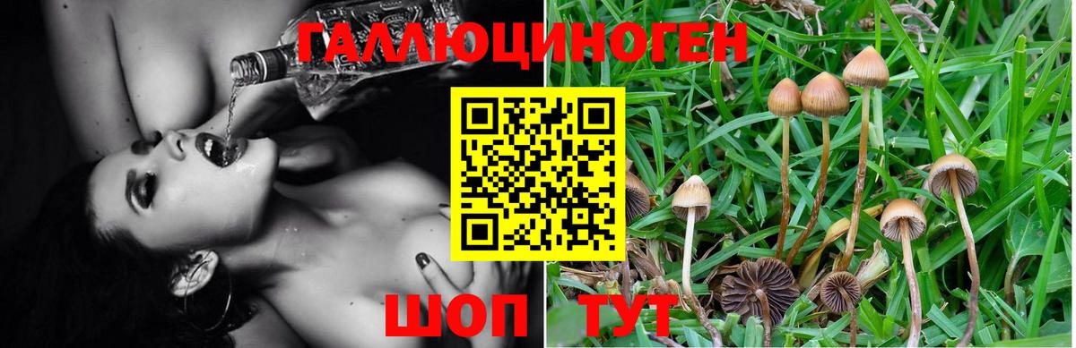 Галлюциногенные грибы Psilocybe  что такое   Красноперекопск 